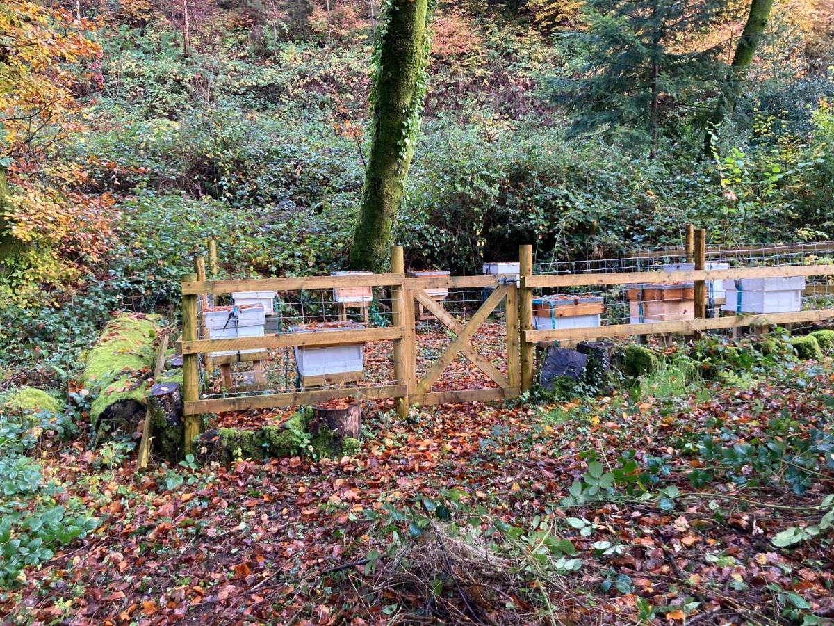 Honey Bee Cabin Llandysul Bagian luar foto